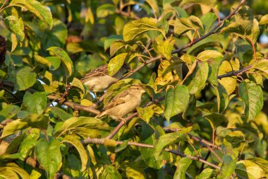 Güneşli bir günde yeşil yapraklı ağaç dalına tünemiş küçük bir ev serçesinin manzarası.