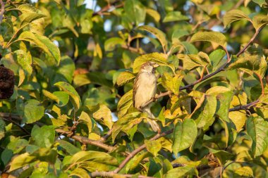 Güneşli bir günde yeşil yapraklı ağaç dalına tünemiş küçük bir ev serçesinin manzarası.