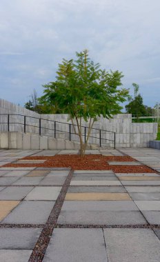 Döşeme zemininin yakınındaki kırmızı topraktan büyüyen bir ağacın dikey görüntüsü.