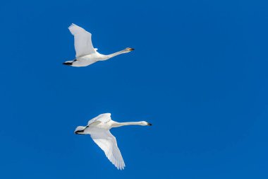 Mavi gökyüzünde uçan iki ötücü kuğu