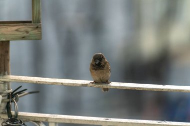 Güneşli bir günde metal bir yüzeye tünemiş küçük kahverengi bir ev serçesi.