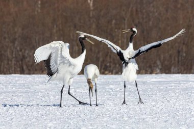 Kar tarlasında üç tane kırmızı taçlı turna.