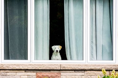 Beyaz bir köpek bir evin camından dışarı bakıyor.