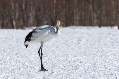 Genç kırmızı taçlı bir turna karlı bir tarlada dans ediyor.