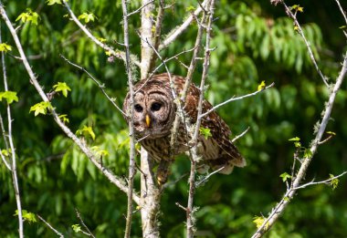 Ağaçta tünemiş kahverengi bir baykuş