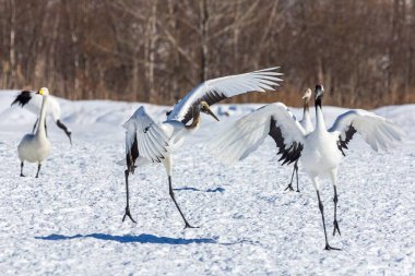 Kar tarlasında dans eden kırmızı taçlı bir turna sürüsü