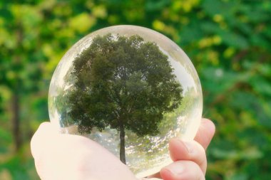 İçinde ağaç olan cam küreyi tutan bir el.