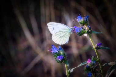Pieris Rapae 'ye yakın plan, lahana beyazı kelebek.