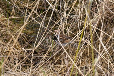 Kırsal bir alanda gün ışığında sazlıklara tünemiş küçük bir sazlık.