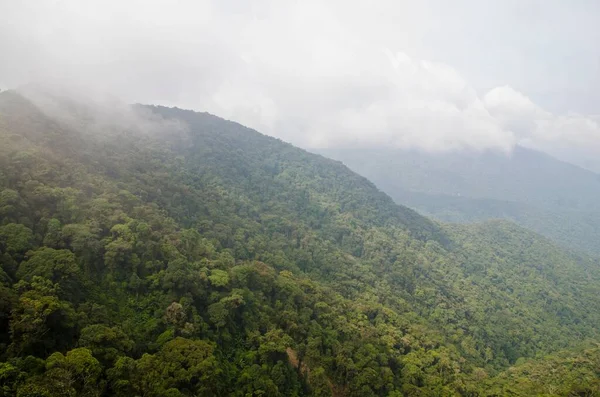 Luftaufnahme Eines Waldes Mit Sattgrünen Bäumen Die Von Nebel Bedeckt — Stockfoto