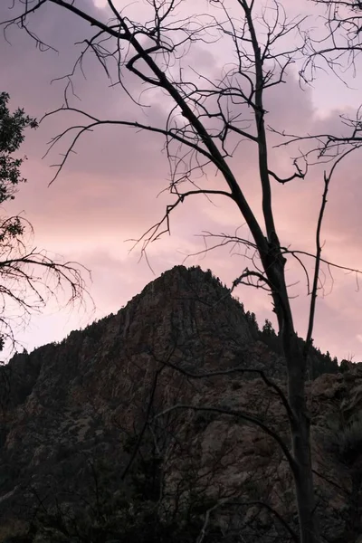 Низкоугольный Вид Вершину Скалистой Горы Сухие Деревья Розовыми Облаками Закате — стоковое фото