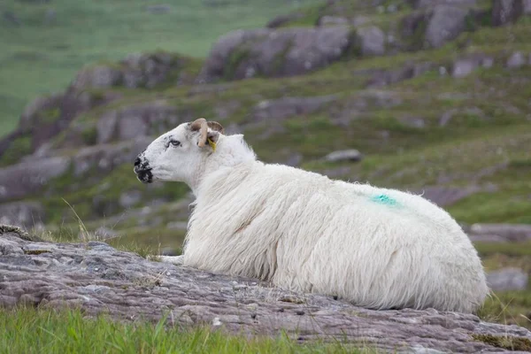 White Sheep Lying Rock Dursey Island Ireland — Stock Photo, Image