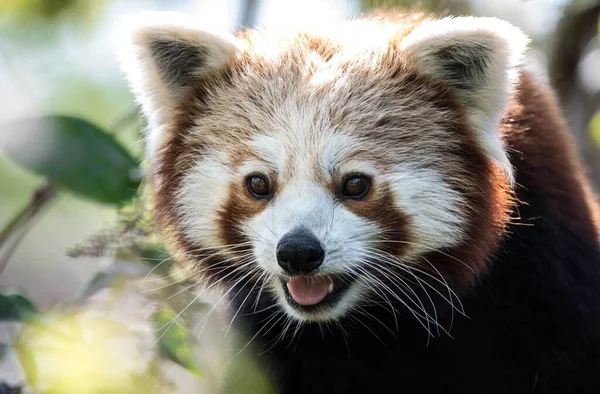 Zbliżenie Ujęcia Czerwonej Pandy Ailurus Fulgens — Zdjęcie stockowe