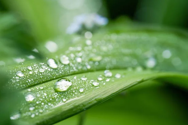 Ein Weicher Fokus Eines Grünen Blattes Mit Wassertropfen Schöner Naturhintergrund — Stockfoto