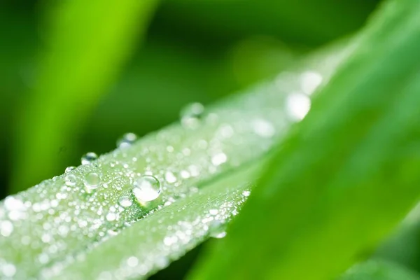 Foyer Doux Une Feuille Verte Avec Des Gouttelettes Eau Beau — Photo