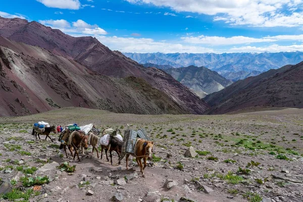 Załadowane Konie Docierające Przełęczy Konmaru Wzdłuż Doliny Markha Trekking Leh — Zdjęcie stockowe