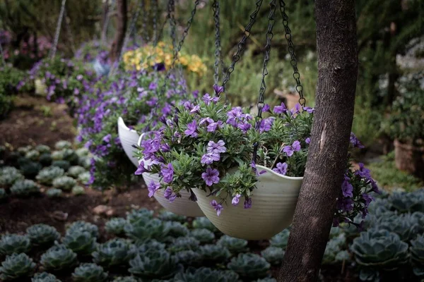 Closeup Purple Cute Flowers Decorative Pots Outdoors Hanging Trees — Stock Photo, Image