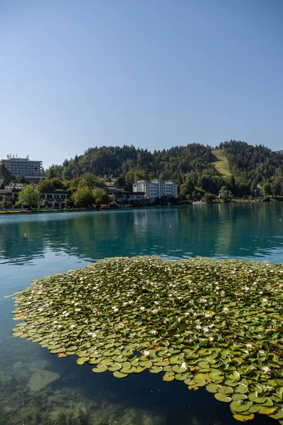 Slovenya Nın Bled Kentinde Zambaklarıyla Gölün Dikey Bir Görüntüsü — Stok fotoğraf