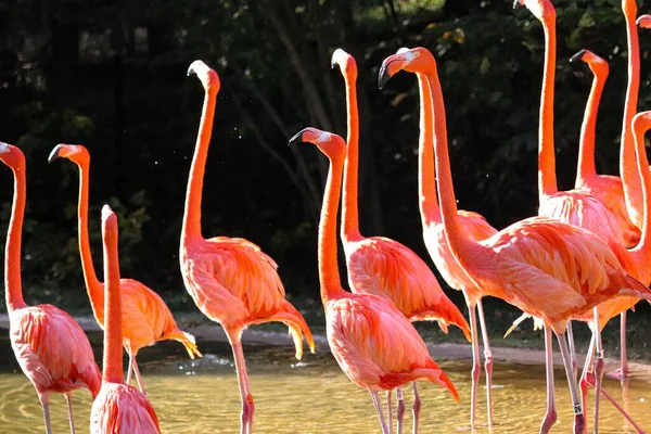 Large Flock Beautiful Pink Flamingos Lake Exotic Tropical Forest Sunlight — Stock Photo, Image