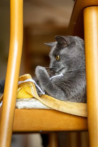 Vertical Closeup Shot Gray Cat Yellow Eyes Sitting Chair — Stock Photo, Image