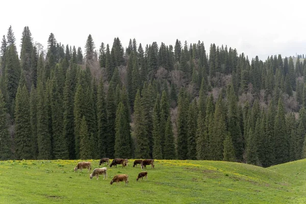 Стадо Лошадей Зеленых Лугах — стоковое фото