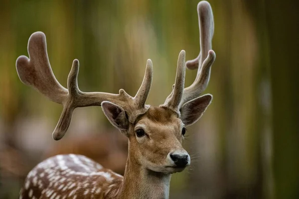 Bir Sika Geyiğine Yakın Plan Tame Sika Geyiği Evcil Geyik — Stok fotoğraf