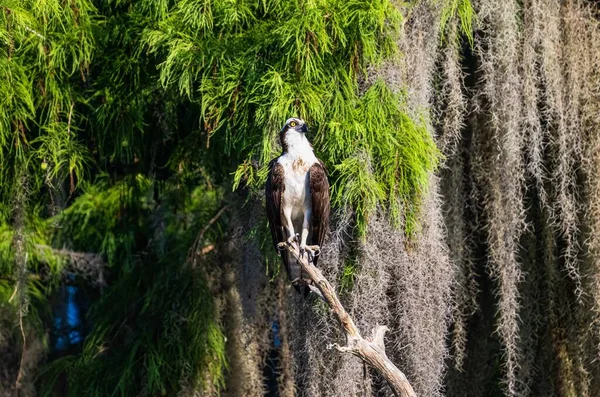 Ein Fischadler Hockt Auf Einem Baum — Stockfoto