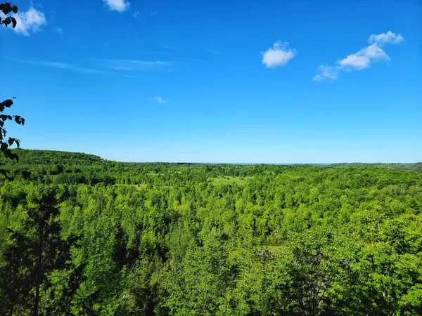 Ένα Όμορφο Τοπίο Ενός Καταπράσινου Δάσους Καταγάλανο Ουρανό Μια Ηλιόλουστη — Φωτογραφία Αρχείου
