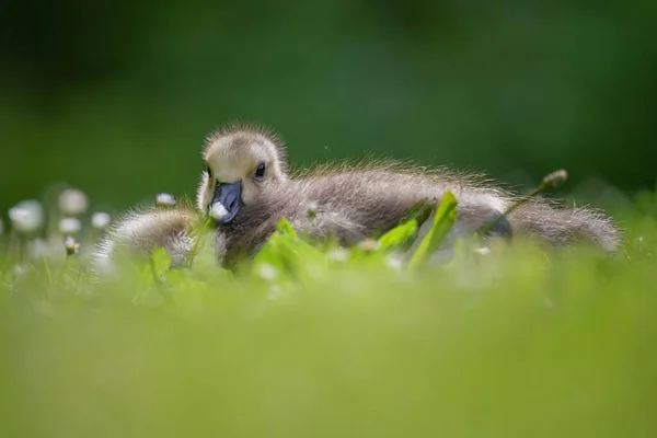 Cute Gosling Grass — Stock Photo, Image