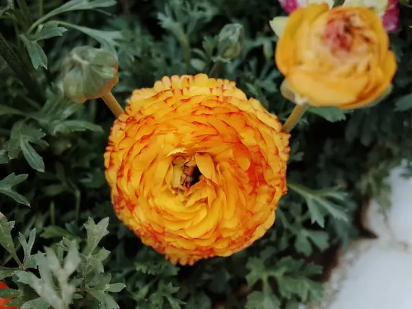Fleurs Boutons Persans Entièrement Fleuries Dans Une Petite Pelouse Tir — Photo