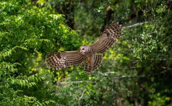 緑豊かな森の中を飛ぶ茶色のフクロウ — ストック写真