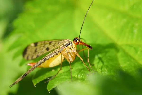 Tiro Close Scorpionfly Comum Empoleirado Uma Folha Verde Dia Ensolarado — Fotografia de Stock