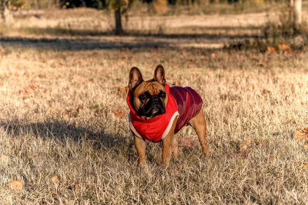 Eine Entzückende Französische Bulldogge Trendigen Outfit Posiert Park Für Die — Stockfoto