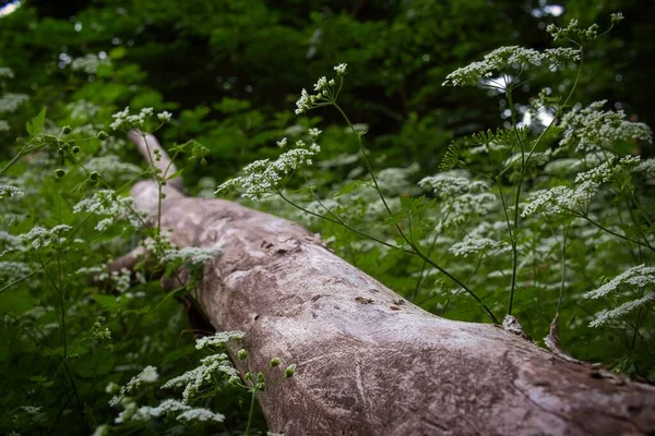 白い野の花に囲まれた倒木 — ストック写真