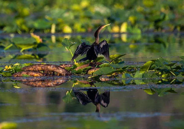 Uma Anhinga Empoleirada Uma Margem Lago Com Reflexão Água — Fotografia de Stock