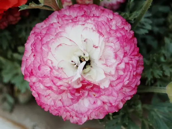 Fuldt Blomstret Hvid Persisk Smørblomst Med Lyserøde Fælge Closeup Skud - Stock-foto