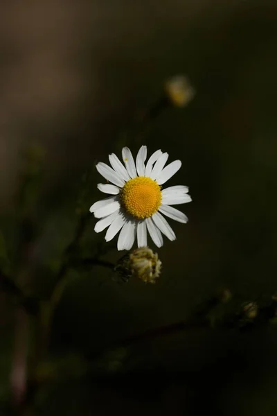 Closeup Cute Tiny Chamomile Flower Isolated Dark Blurred Background Vertical — Stock Photo, Image