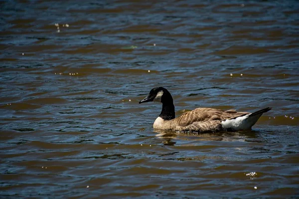 Canadian Goose Swimming Lake Sunny Day Branta Canadensis — Stock Photo, Image