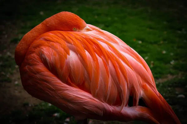 Närbild Rosa Flamingo Rengör Vackra Ljusa Fjädrar Exotisk Regnskog Solljus — Stockfoto