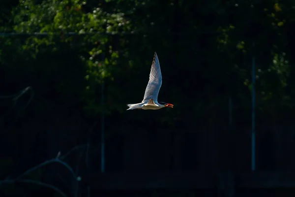 Charrán Del Caspio Cazando Peces Lago Cerca Bosque Burlington Ontario —  Fotos de Stock