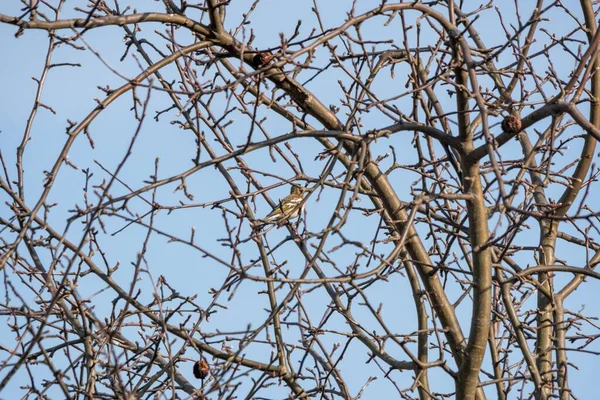 Een Kleine Gemeenschappelijke Chaffinch Neergestreken Een Houten Tak Een Zonnige — Stockfoto