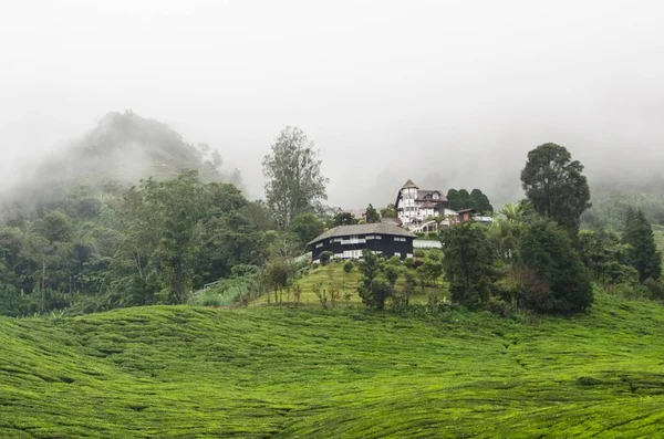 Beau Paysage Avec Herbe Verte Des Arbres Luxuriants Couverts Brouillard — Photo