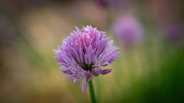 A beautiful purple garlic flower in selective focus