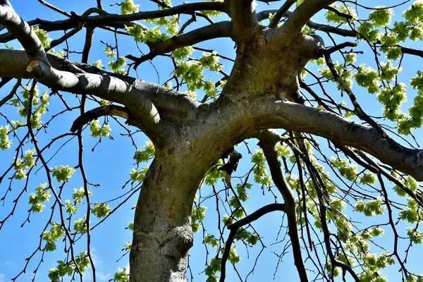 Zbliżenie Wiązu Drzewo Gałęziami Kwiatami Błękitnym Tle Nieba — Zdjęcie stockowe