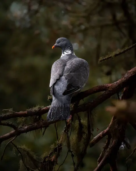 Ein Schöner Grauer Vogel Auf Einem Ast Rückseite — Stockfoto