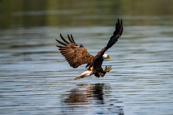 Águila Calva Volando Sobre Lago —  Fotos de Stock