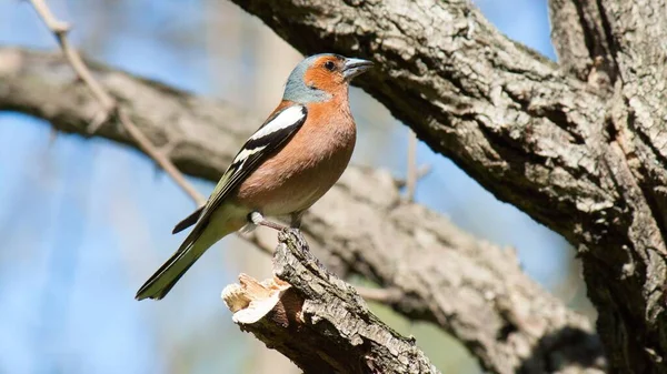 Güneşin Altındaki Ağaç Dalına Tünemiş Bir Finch Kuşunun Güzel Bir — Stok fotoğraf