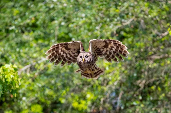 Brown Owl Flying Lush Green Forest — Stock Photo, Image