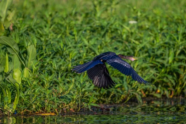 Uma Anhinga Voando Sobre Uma Lagoa — Fotografia de Stock
