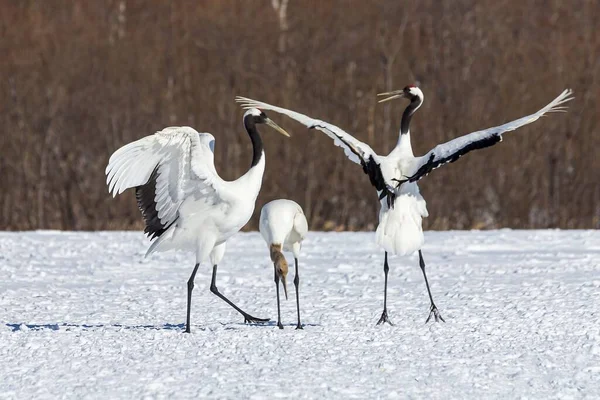 Kar tarlasında üç tane kırmızı taçlı turna.